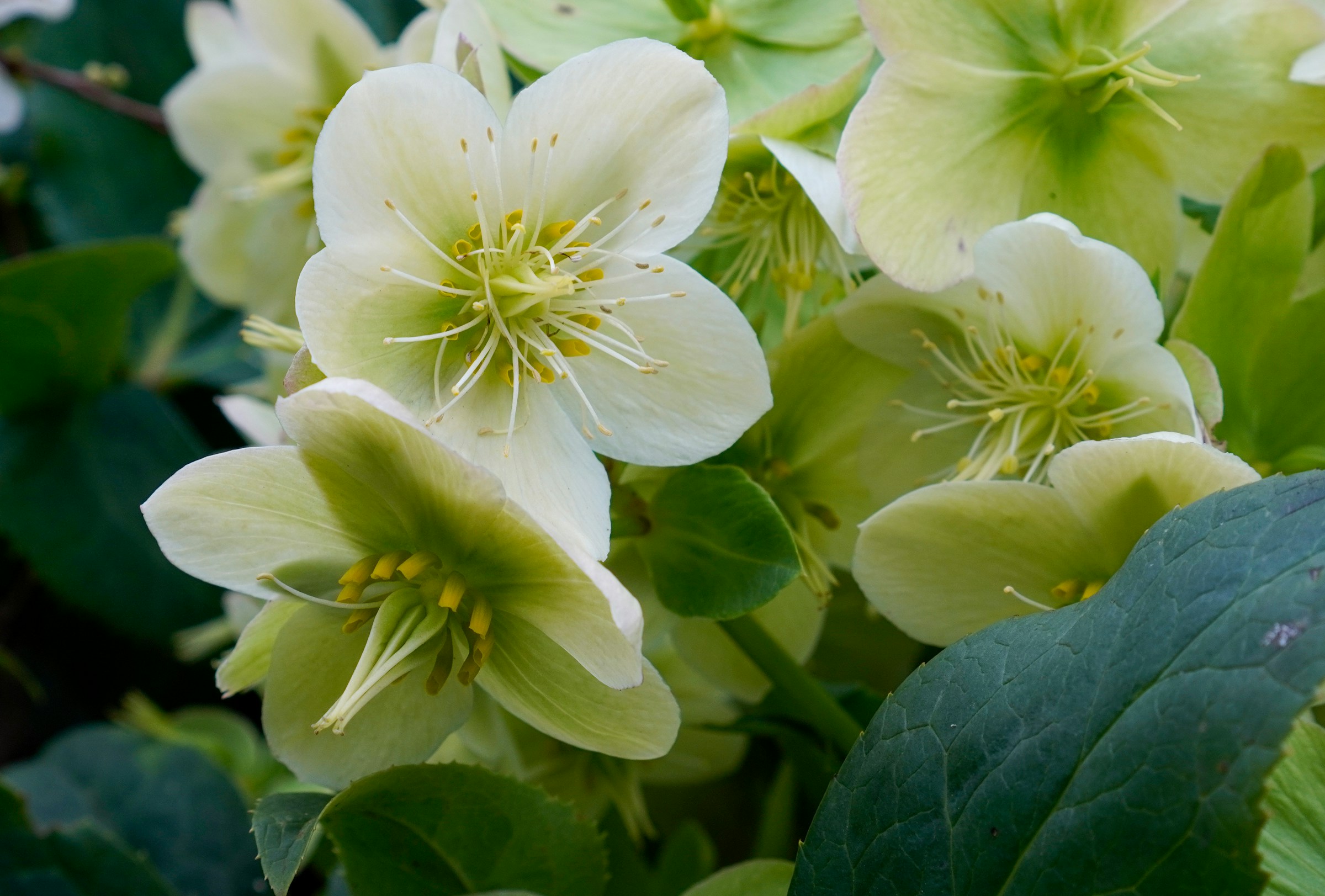 Why Hellebores Bloom in the Snow While Everything Else Sleeps
