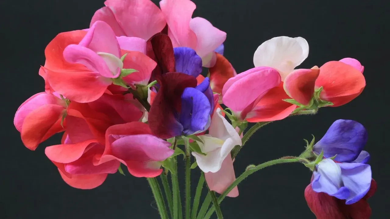 The Sweet Pea That Comes Back Every Year: Meet the Everlasting Vine Gardeners Are Planting Now