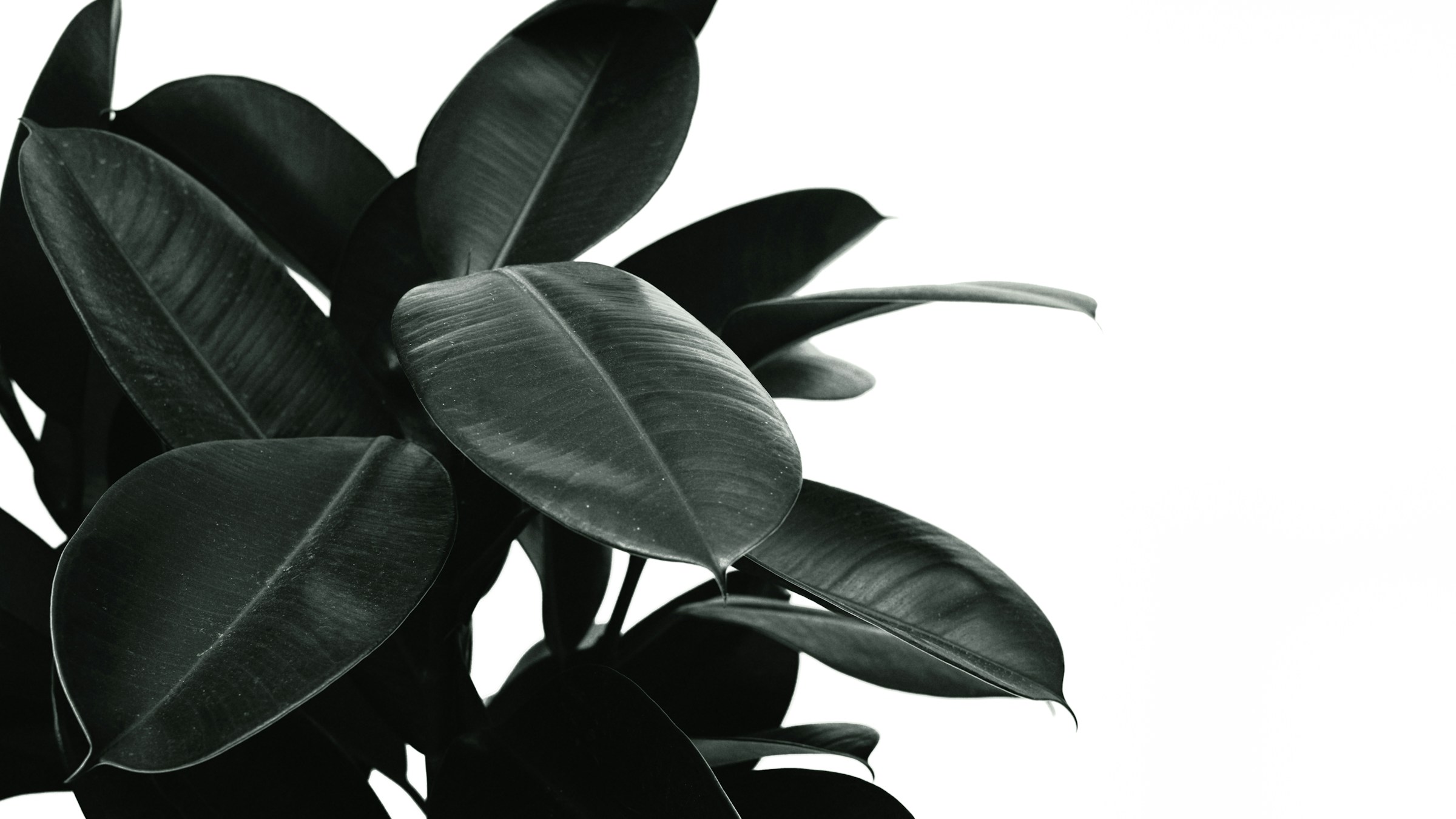 7 Black-Leaved Plants That Make the Garden Look Haunted