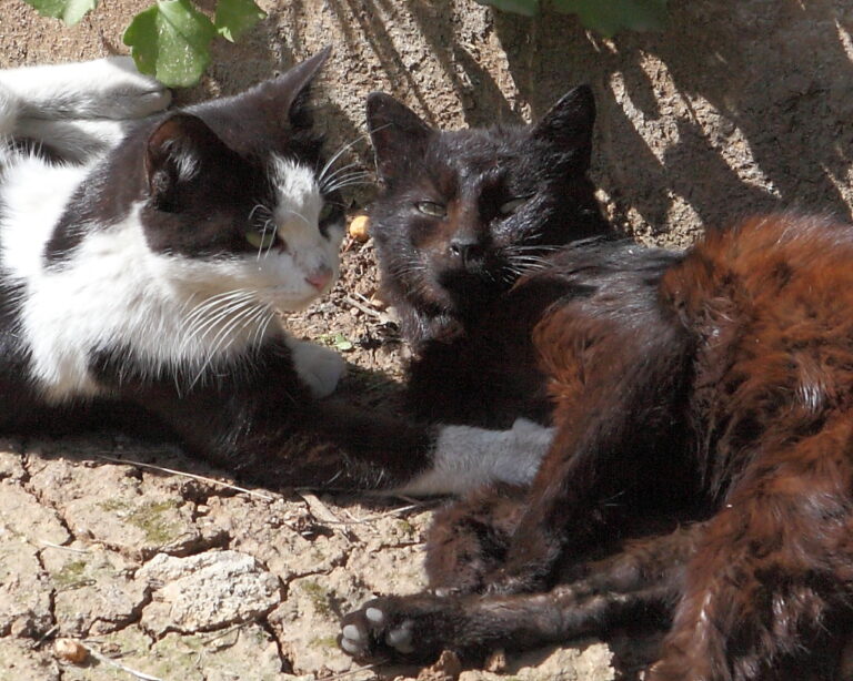 6 Cat Breeds That Are Surprisingly Affectionate - Featured image
