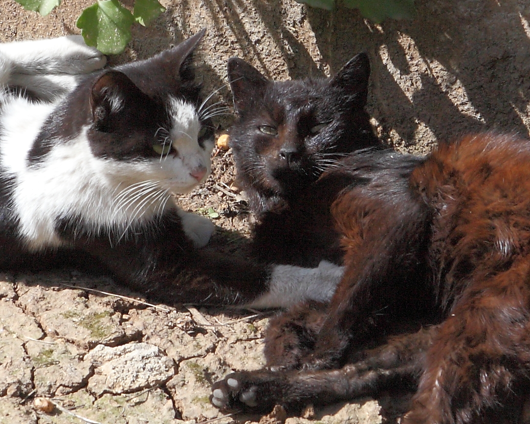 6 Cat Breeds That Are Surprisingly Affectionate