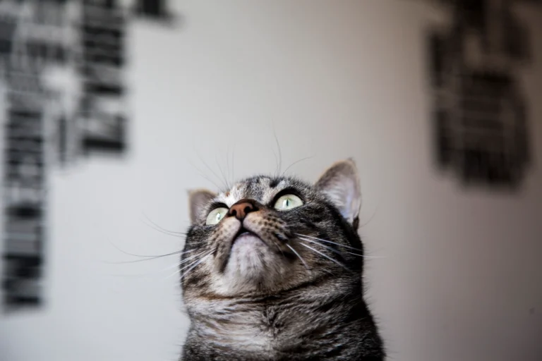 Why Your Cat Follows You Everywhere but Won't Let You Pick Them Up - Featured image
