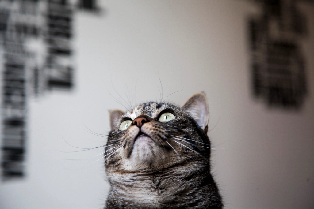 Why Your Cat Follows You Everywhere but Won't Let You Pick Them Up