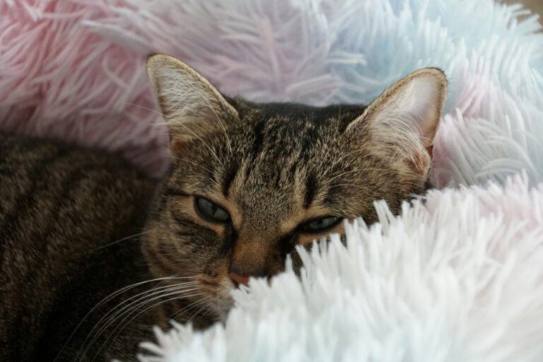 10 Everyday Things Owners Do That Cats Secretly Hate - Featured image