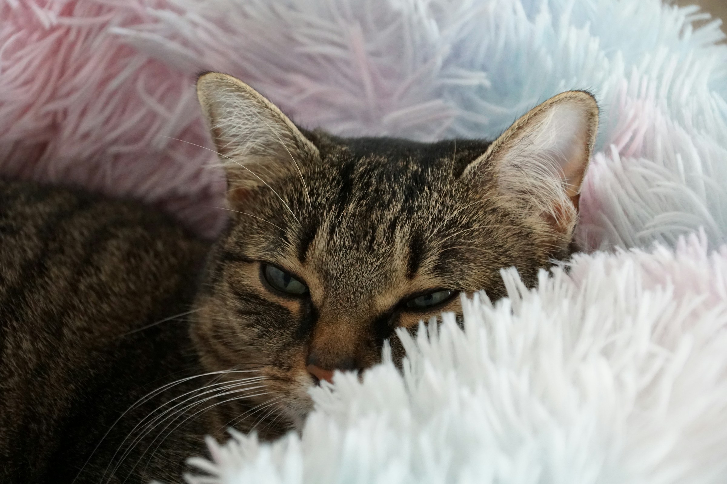 10 Everyday Things Owners Do That Cats Secretly Hate