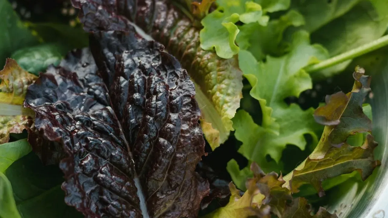 Frost Sweetens These Hardy Salad Greens