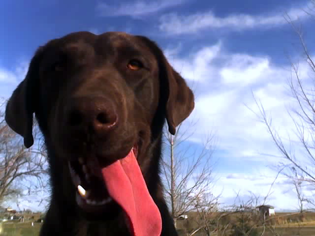 Why Your Dog Suddenly Licks the Air - Featured image