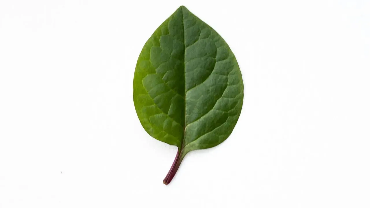 Basil, the Fragrant Herb You Can Grow at Home, May Provide Antioxidants and Potential Stress Relief