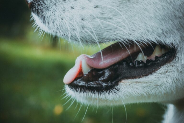 The Bad Breath in Dogs Vets Say Isn't Just About Teeth - Featured image