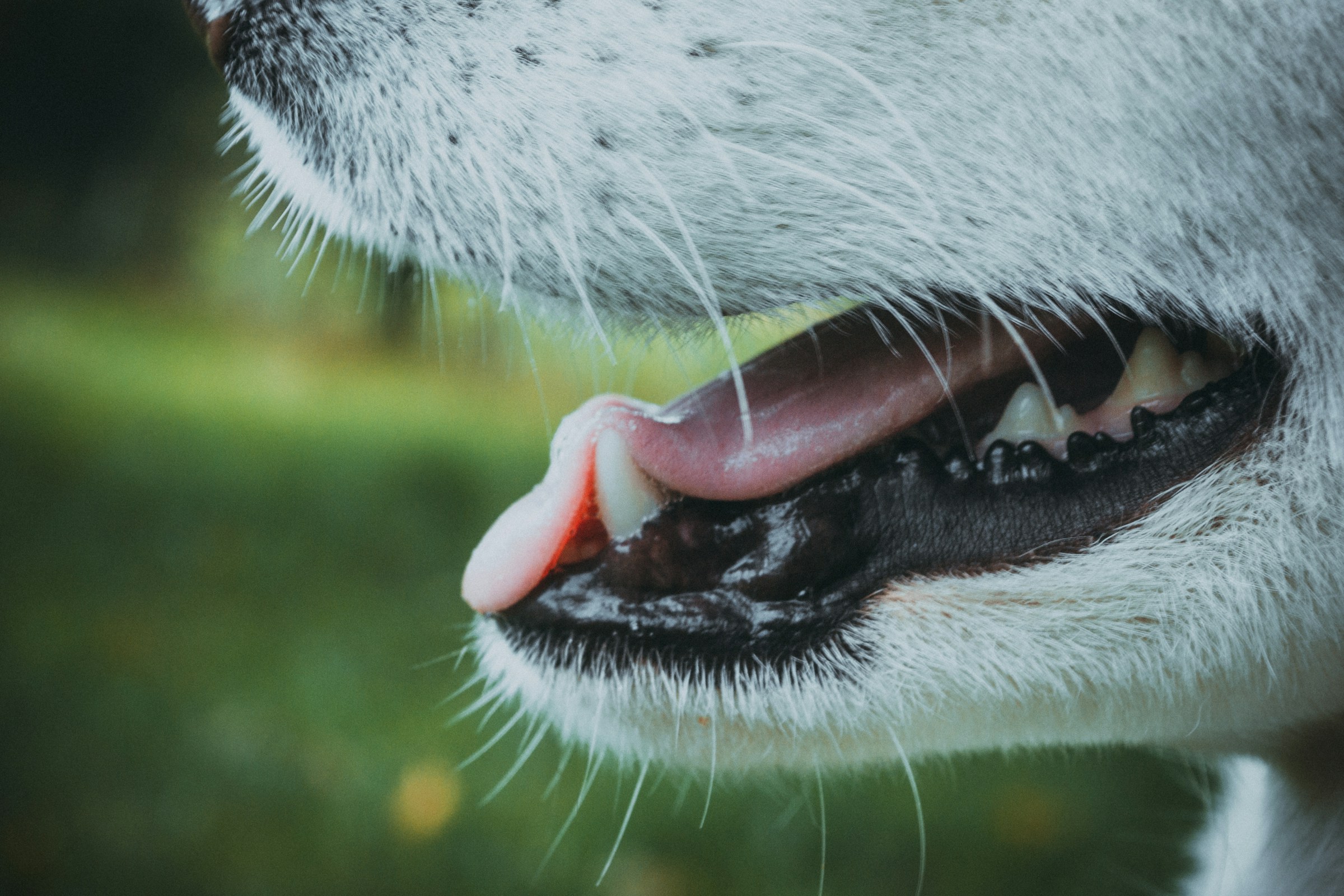 The Bad Breath in Dogs Vets Say Isn't Just About Teeth