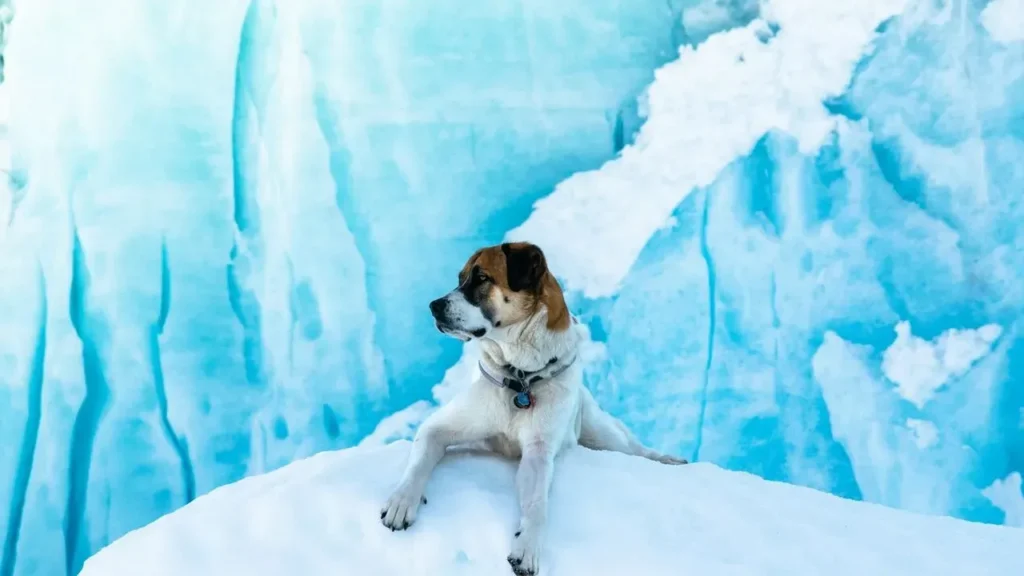 LouLou Found Alive Two Days After Alaska Avalanche - Featured image