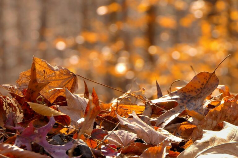 Why Some Trees Drop Their Leaves Weeks Early – and When It Signals Stress - Featured image