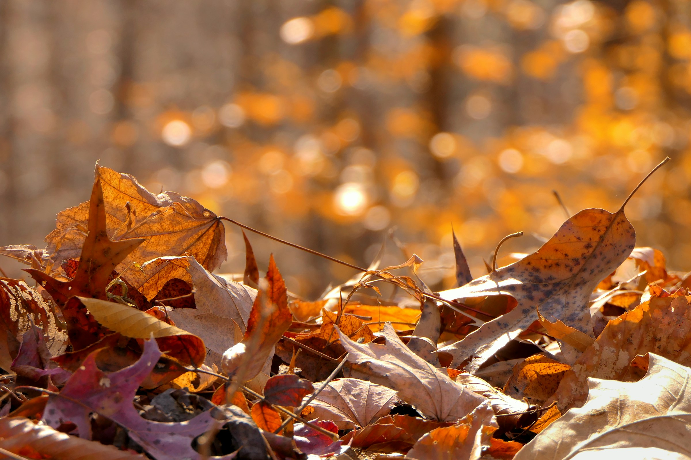 Why Some Trees Drop Their Leaves Weeks Early – and When It Signals Stress