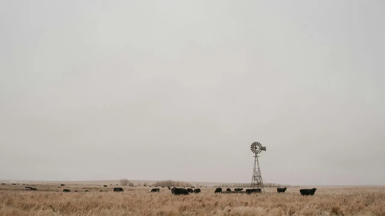 Over 120 Cattle Loose in Kansas City Following Truck Crash