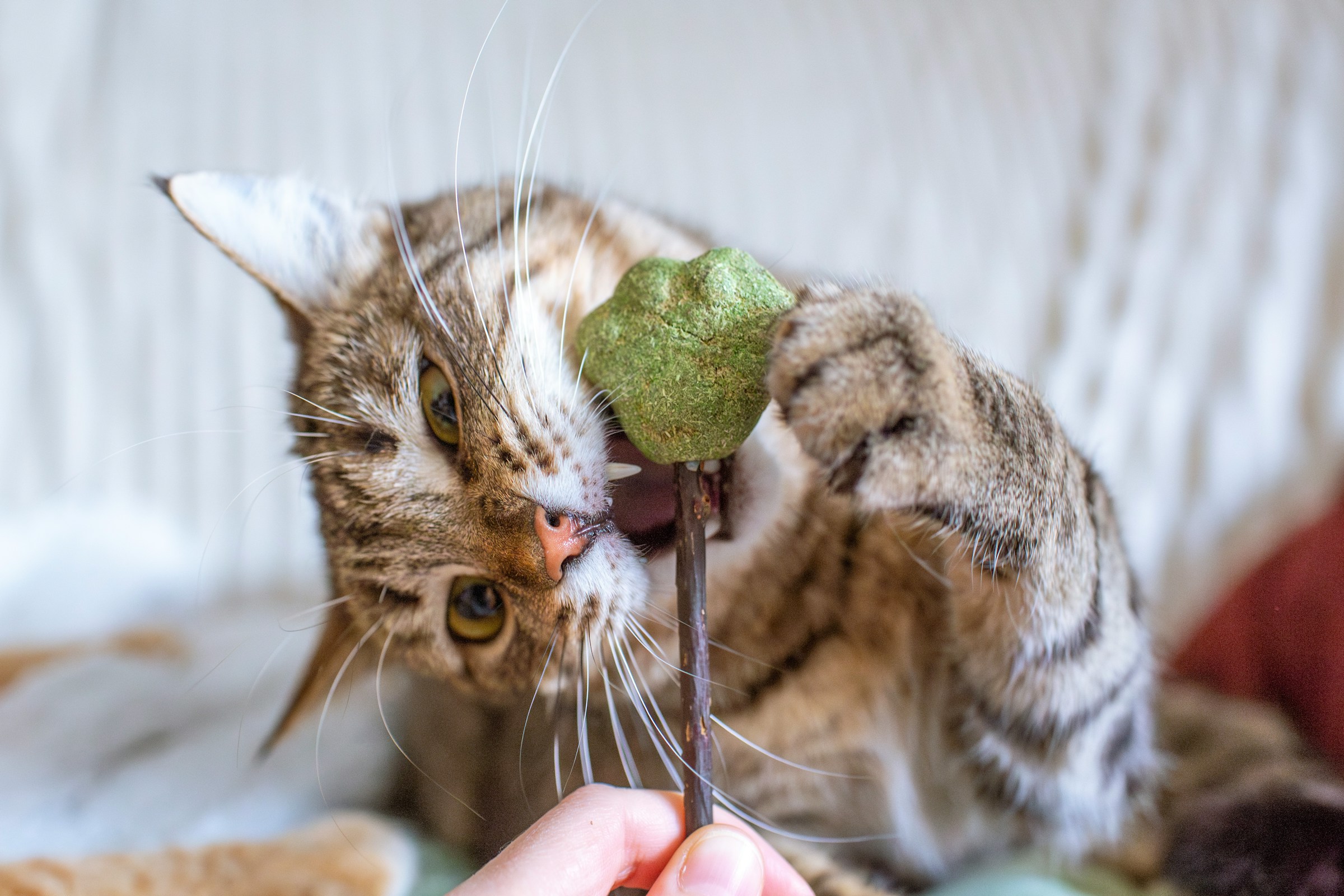 The Garden Plant That Makes Some Cats Go Wild While Others Ignore It Completely