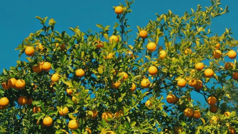 Why Your Citrus Tree Loses Its Leaves When You Bring It Indoors (and How to Stop It) - Featured image