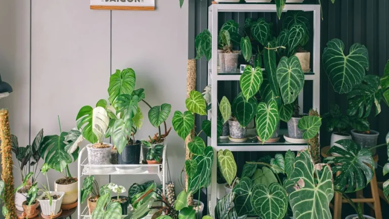 Why the Houseplant Chosen for Its Looks Often Struggles to Survive - Featured image