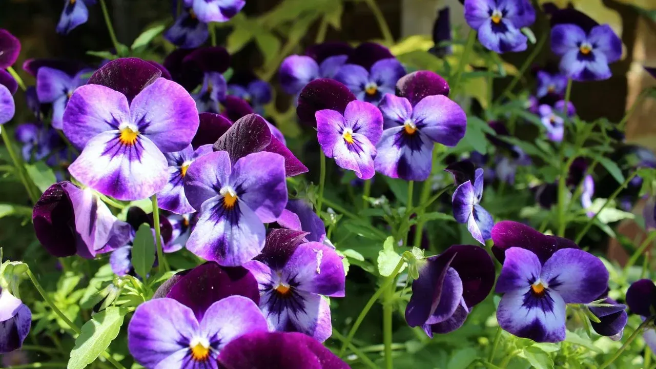 Pansies Bring Cool-Weather Blooms When Other Flowers Fade