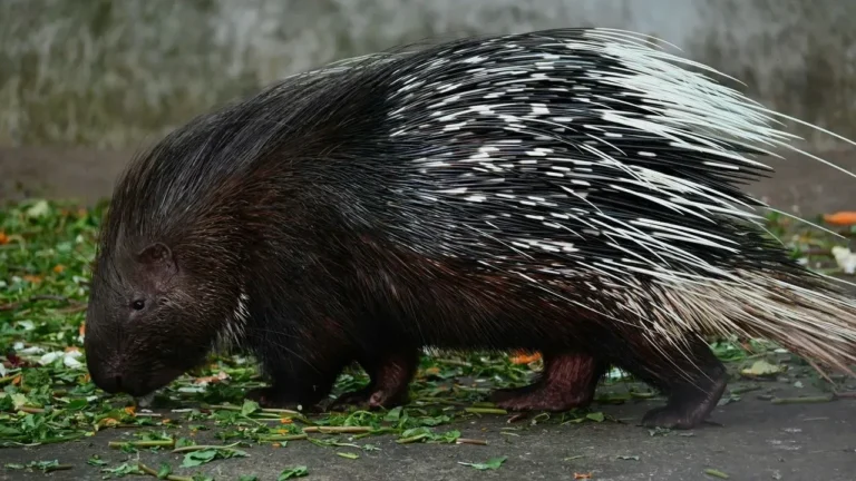 Austin Rescue Releases Prickly Porcupine Patient - Featured image