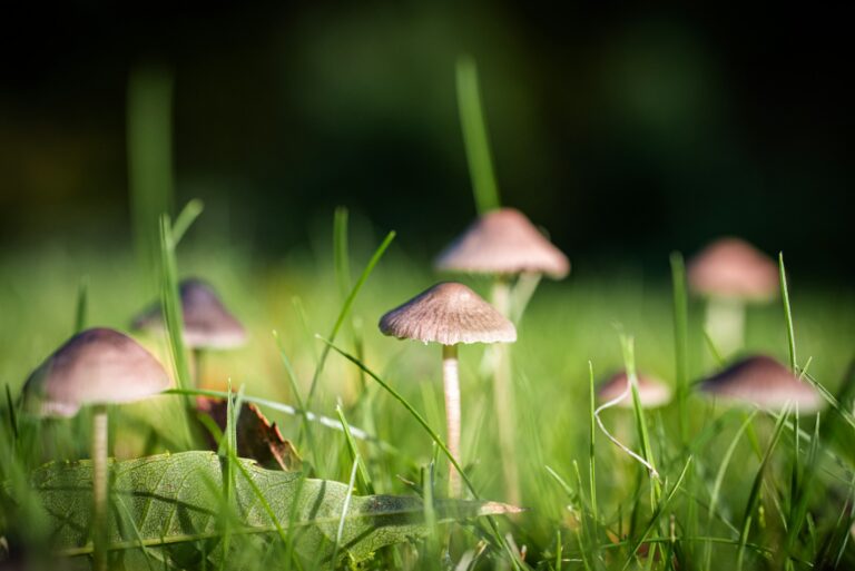 5 Mushrooms That Commonly Pop Up in Lawns – and What Each One Means - Featured image