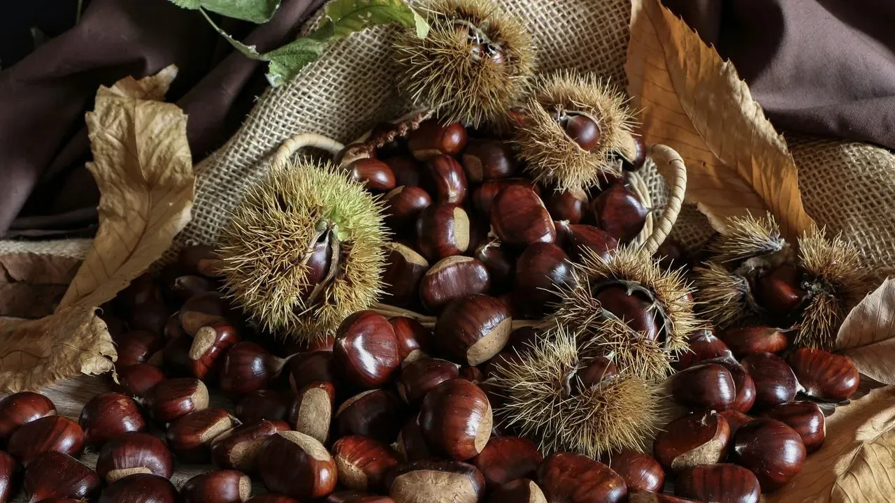 Chestnuts Emerge as a Strong Contender Among Nut Trees for Home Gardens