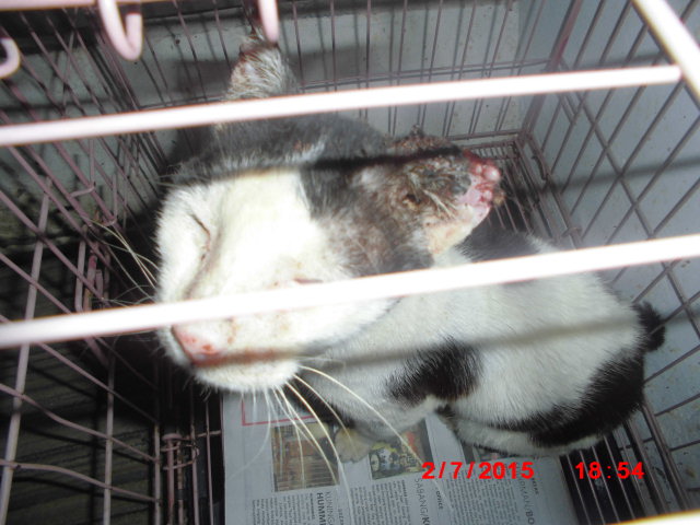 The Water Bowl Change in Older Cats That Vets Say Deserves a Checkup - Featured image