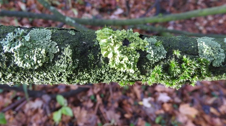 The Lichen on Your Trees: Harmless Passenger or Warning Sign? - Featured image