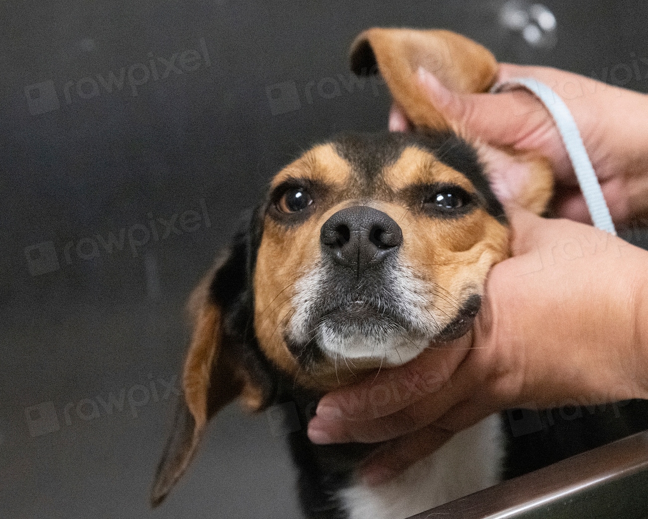 Why Some Dogs Eat Poop – and How Vets Say to Stop It
