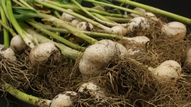 Garlic Calculator Removes the Guesswork From Fall Planting - Featured image