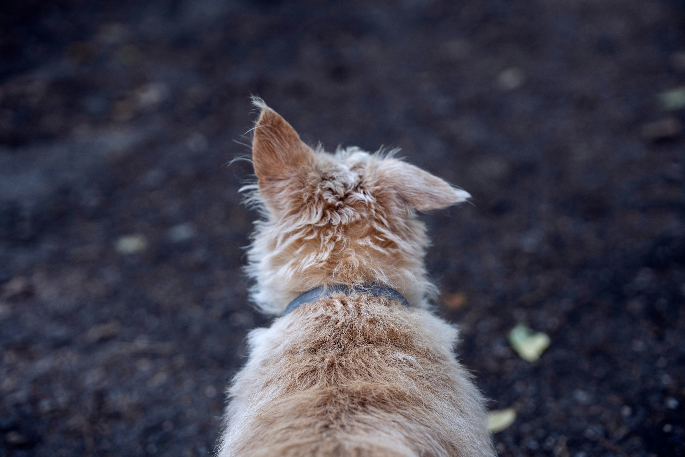 The Lost Pet Reward Scam That Targets Desperate Owners