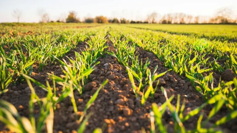Cover Crops Rebuild Soil in Bare Home Garden Beds - Featured image