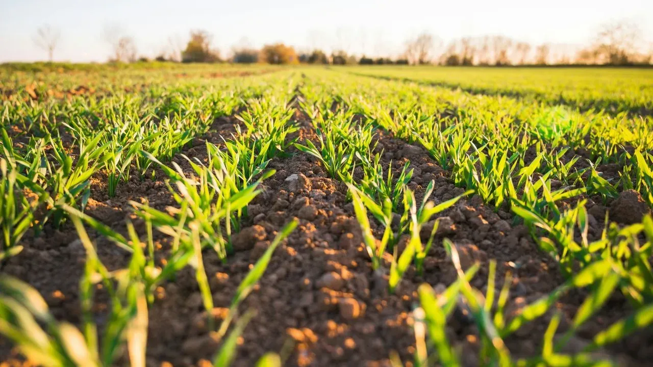 Cover Crops Rebuild Soil in Bare Home Garden Beds