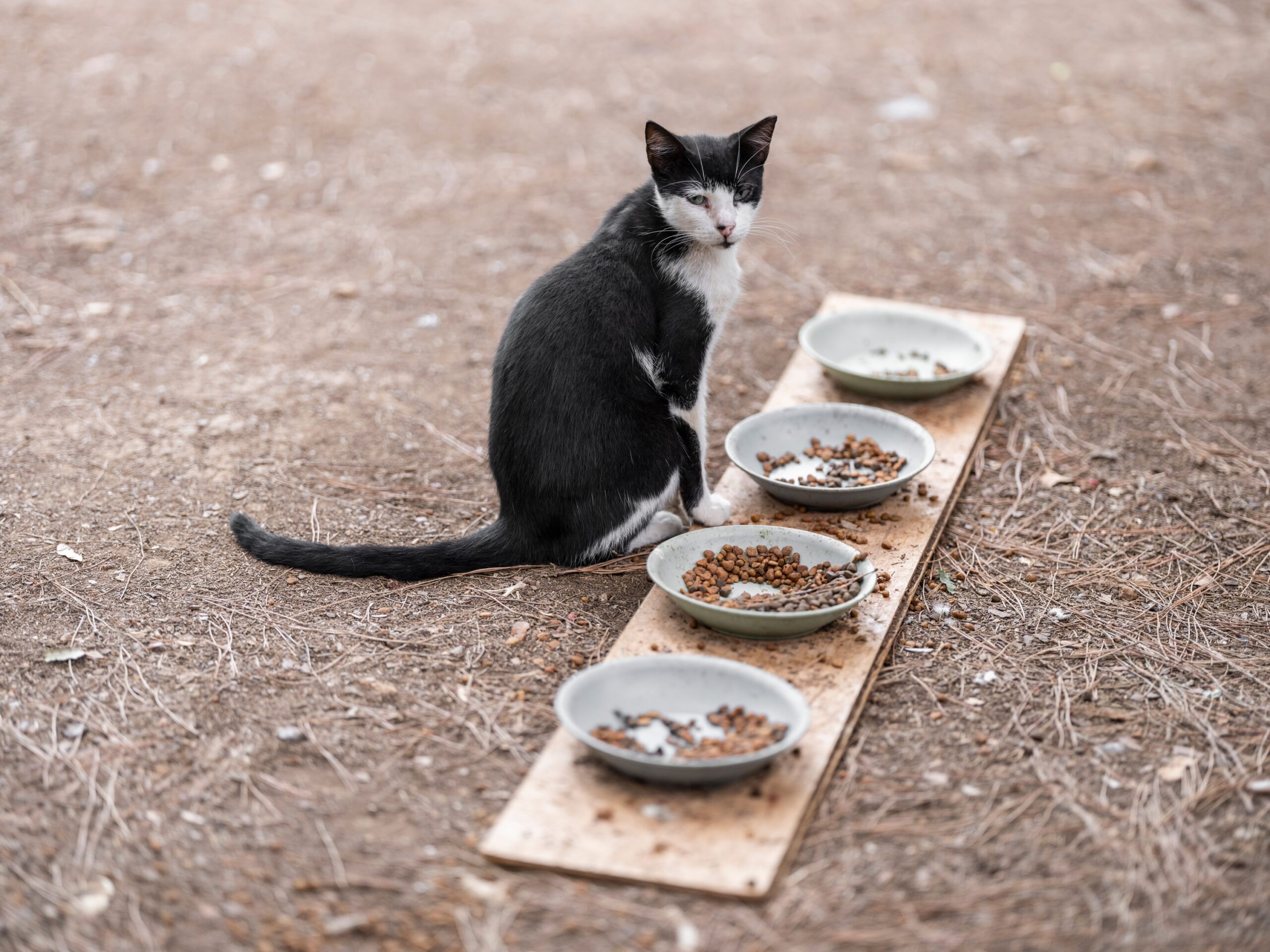 Why Cats Try to Bury Food They Don't Finish