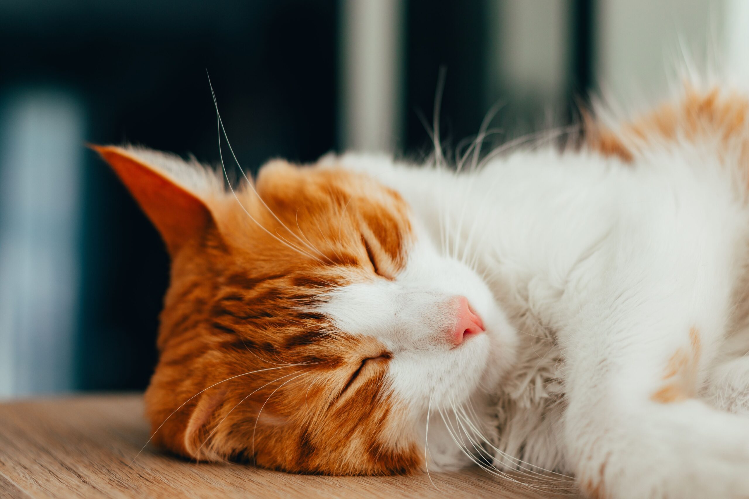 Why Cats Sleep With One Paw Over Their Face