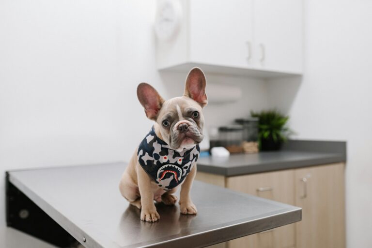 10 Things Vets Wish Every New Puppy Owner Knew - Featured image