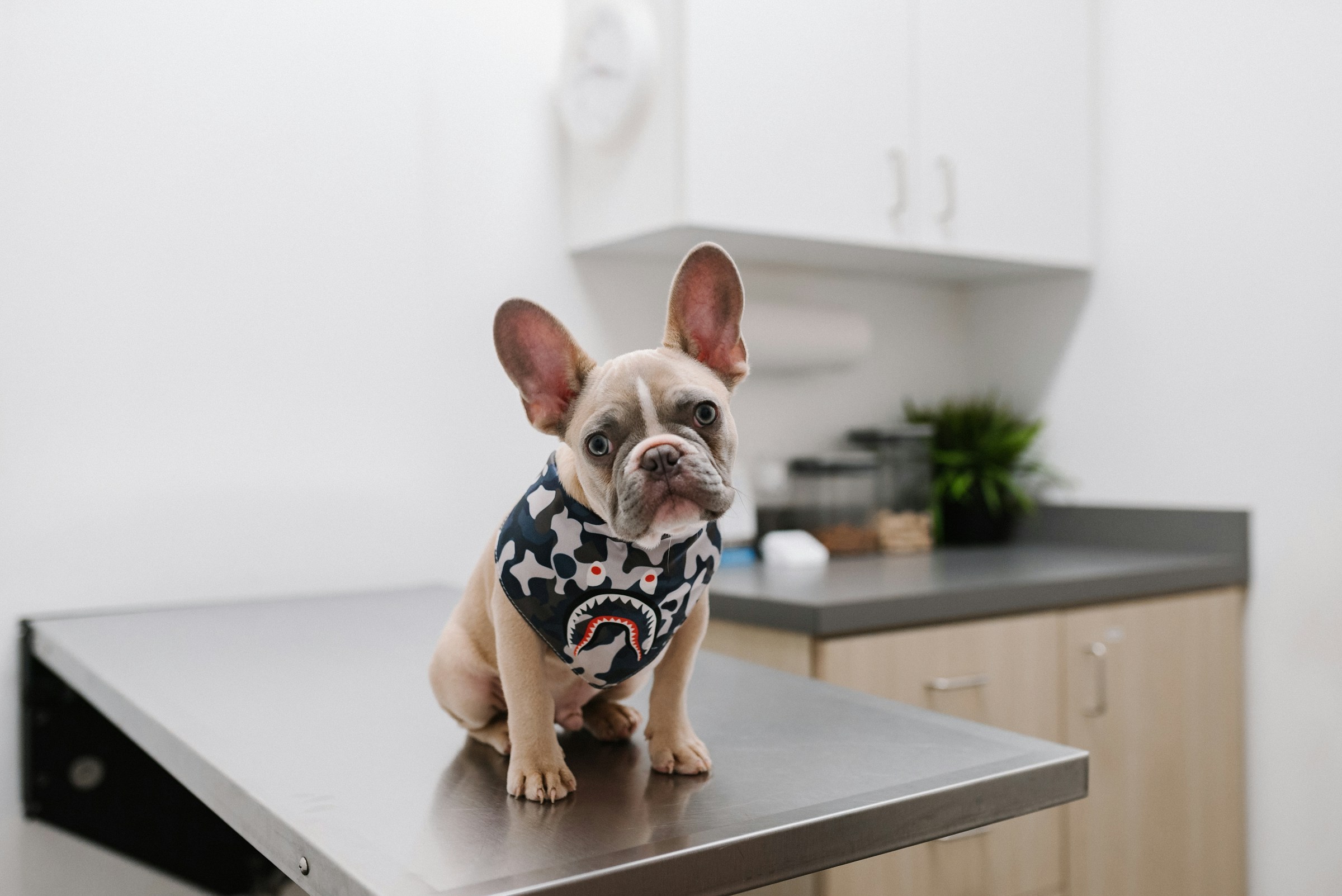 10 Things Vets Wish Every New Puppy Owner Knew