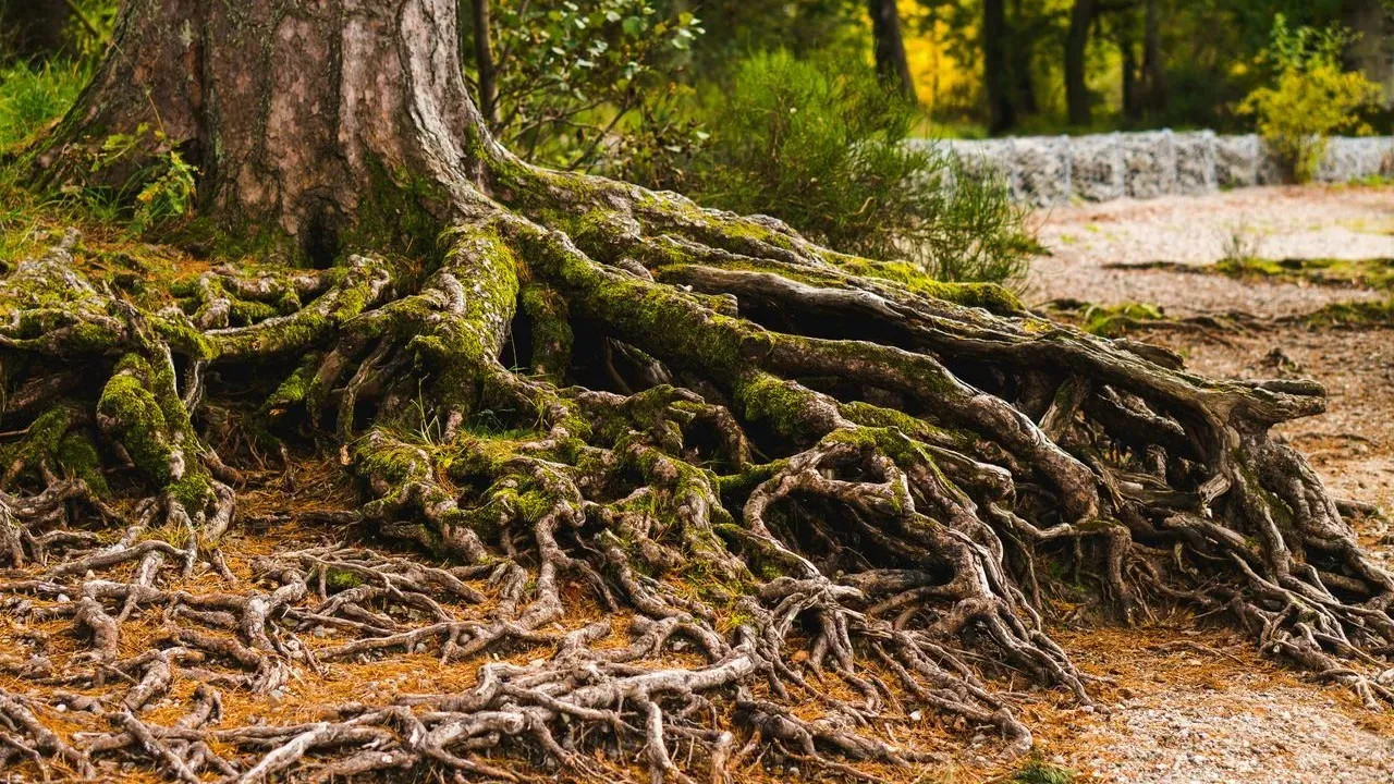 Leave Plant Roots Underground This Fall