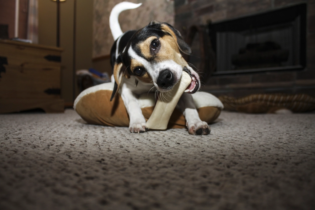 Why Dogs Hide Treats Instead of Eating Them Right Away