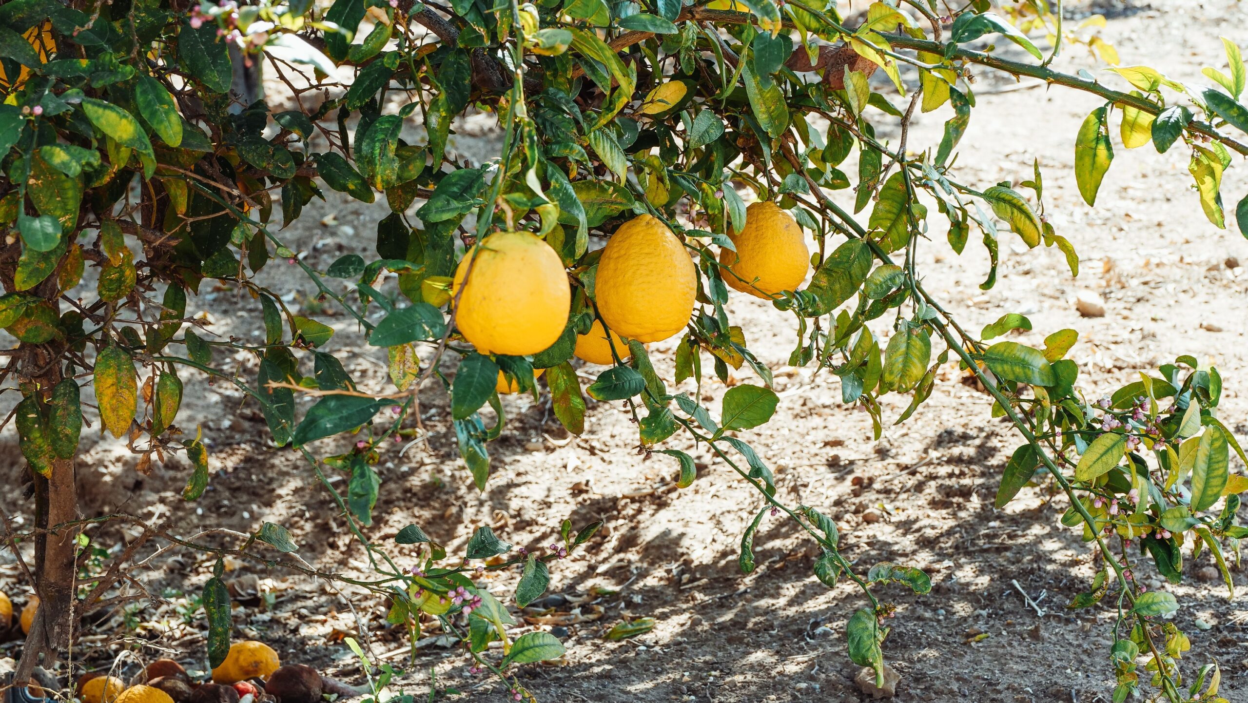 The Indoor Citrus Tree That Fruits in the Middle of Winter