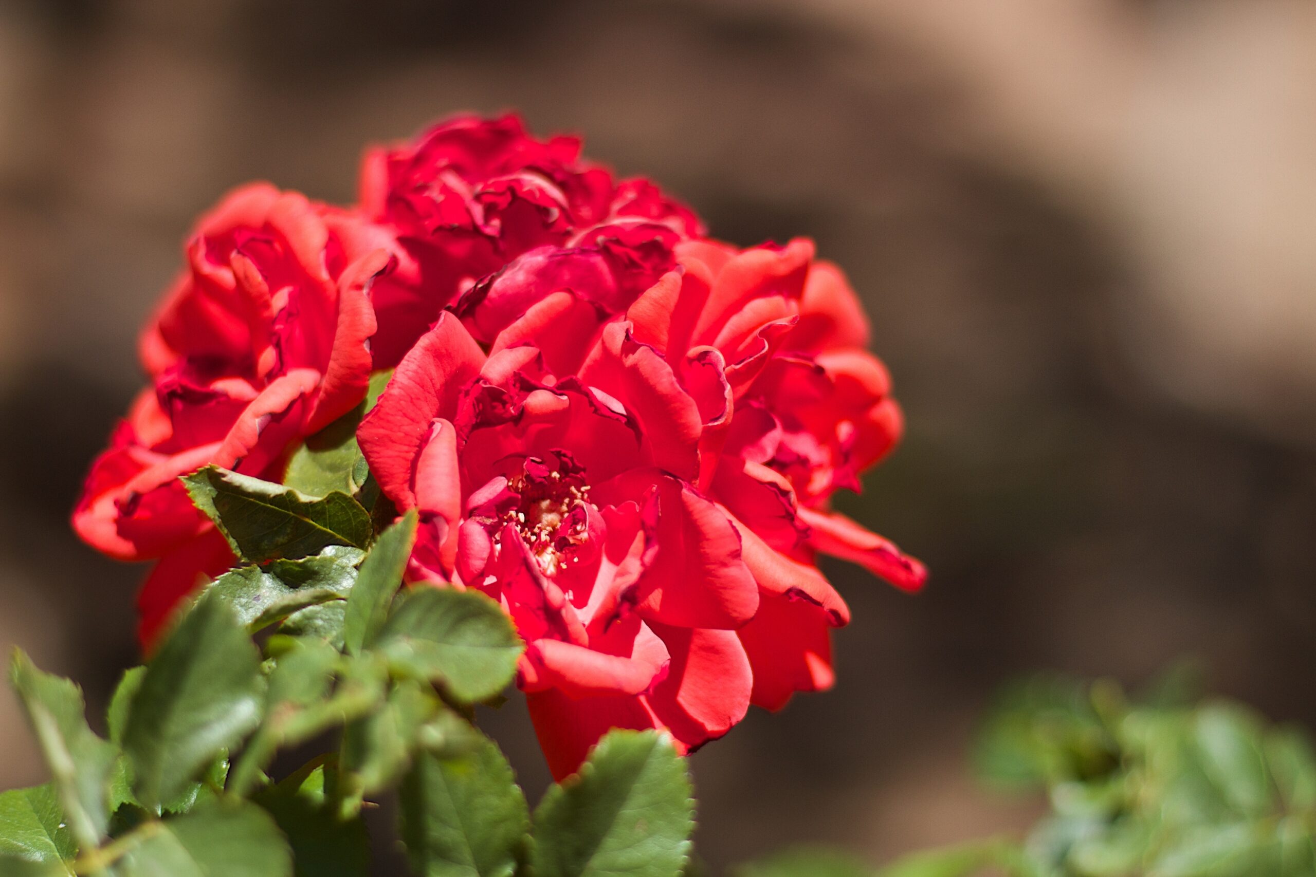Roses Look Finished but Still Need One Last Fall Task