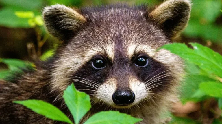 Los Angeles County Detects First Rabid Raccoon in More Than Five Decades - Featured image