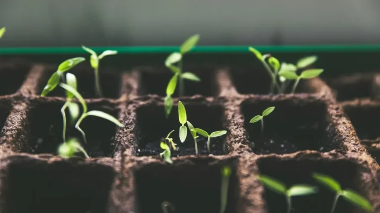 Recall Alert: Sprouting Seeds Sold on Amazon May Carry Salmonella or E. coli - Featured image