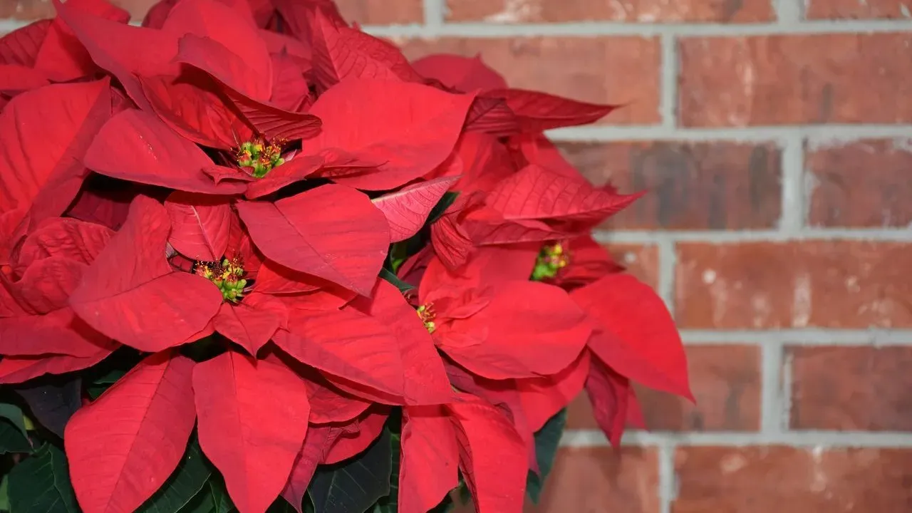 Poinsettia Bracts Hold the Key to Holiday Color — Why Starting the Dark Period in Late October Matters