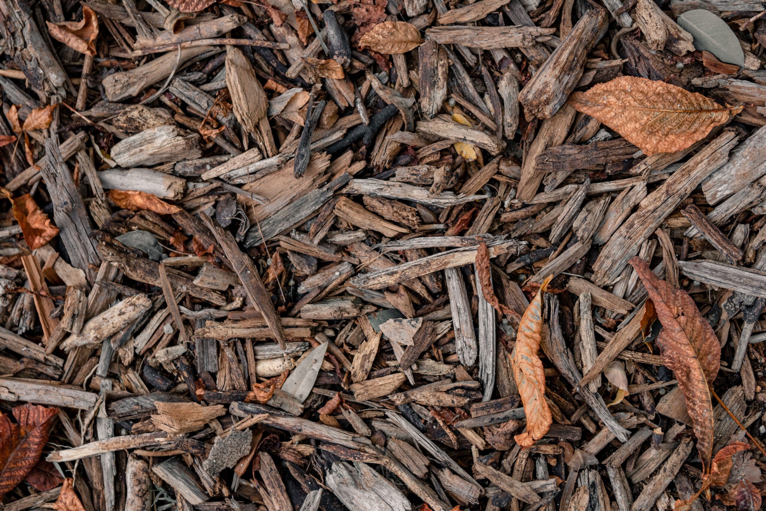 The Tree Whose Fallen Leaves and Nuts Poison the Plants Around It