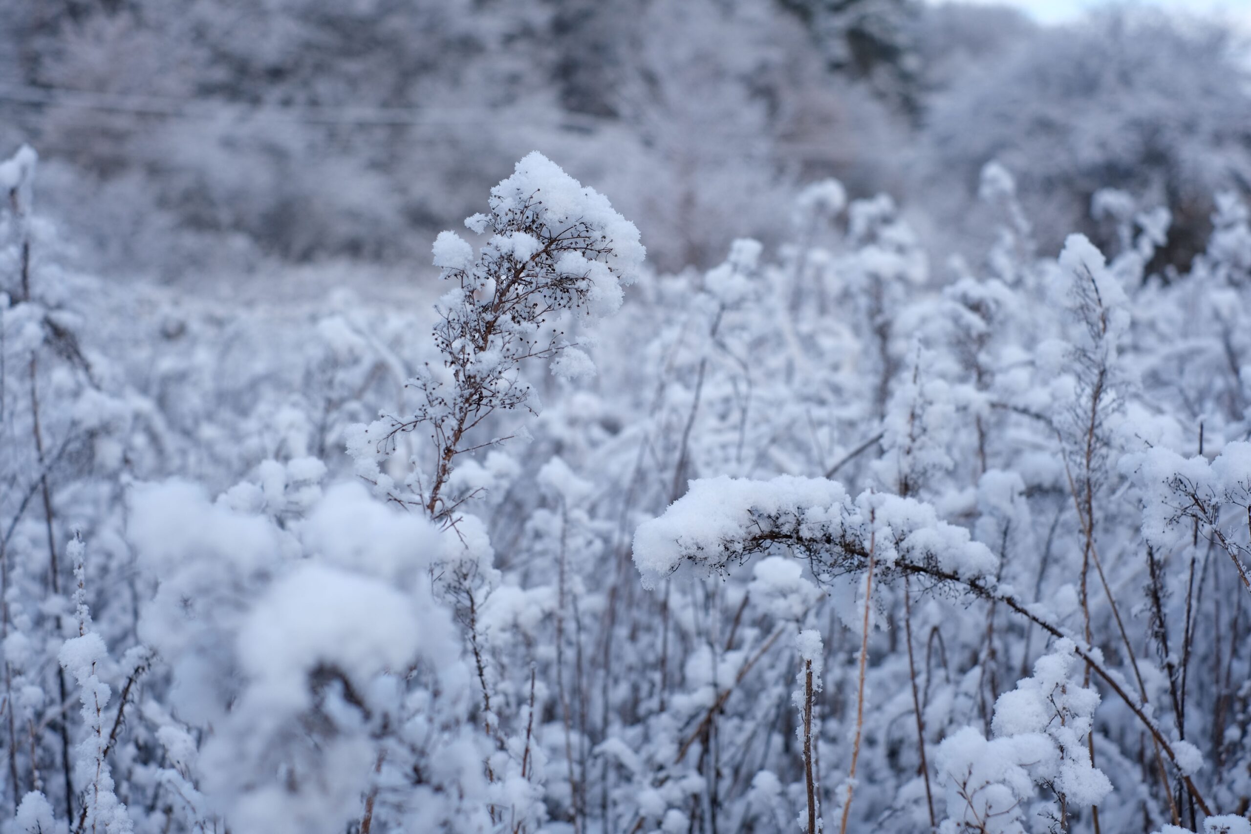 Why Some Gardeners Pile Snow Onto Their Garden Beds on Purpose