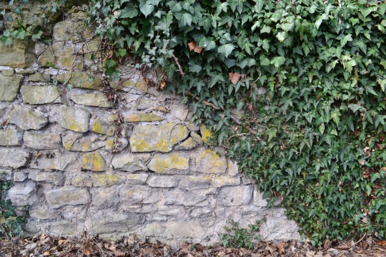 Why Ivy on Brick Walls Can Either Protect or Damage a House - Featured image