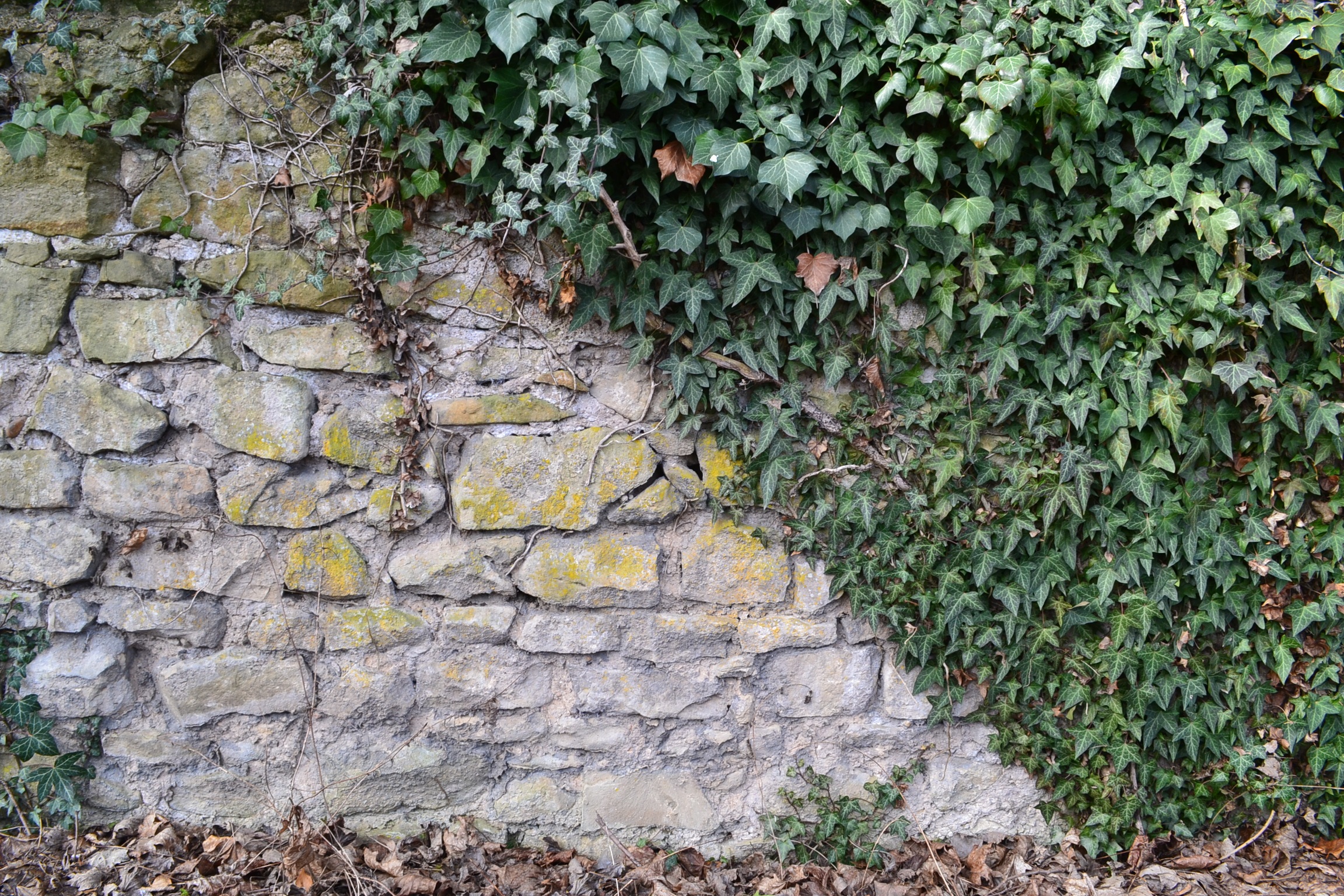 Why Ivy on Brick Walls Can Either Protect or Damage a House