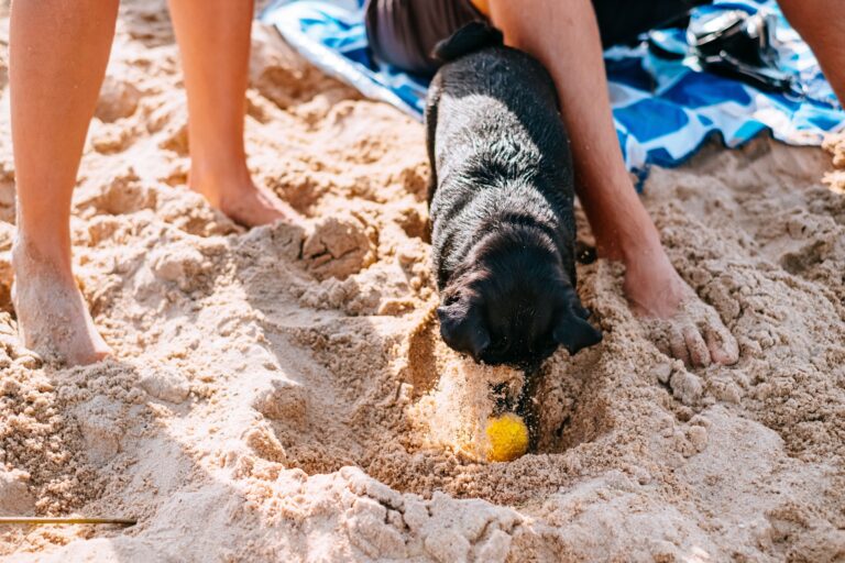 Why Dogs Keep Digging Holes in the Exact Same Spot of the Garden - Featured image