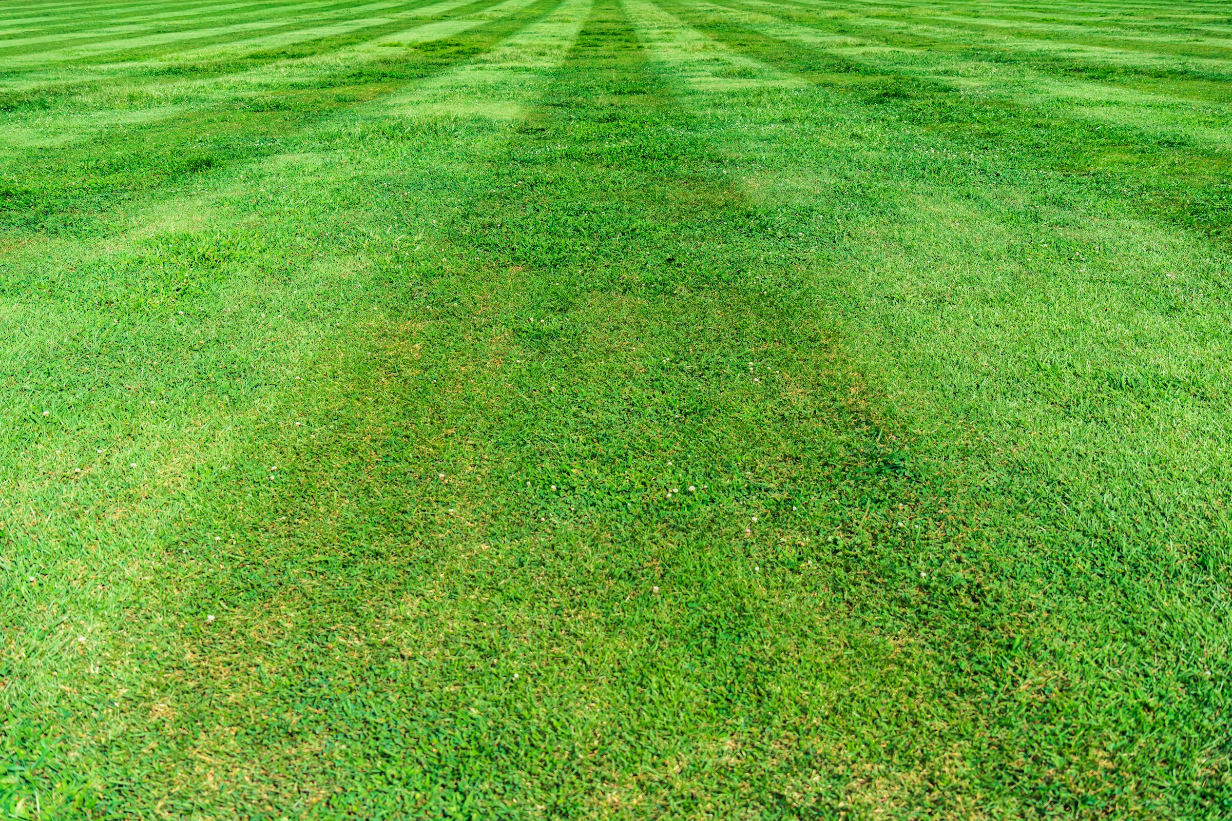 The Ice Melt Mistake That Kills Lawn Edges and Shrubs by Spring