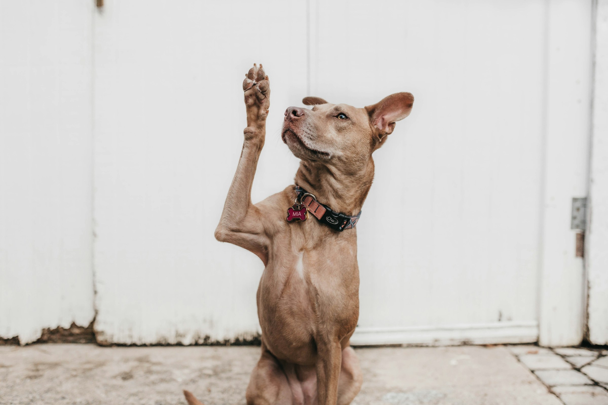 7 Things Your Dog Does That Mean They Trust You Completely
